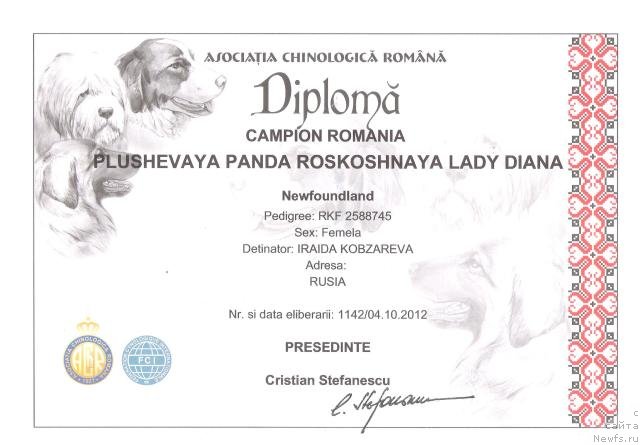Фото: ньюфаундленд Plushevaya Panda Roskoshnaya Lady Diana (Плюшевая Панда Роскошная Леди Диана)