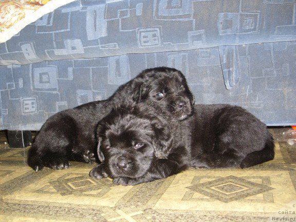 Фото: ДЕТИ, ньюфаундленд CHernyiy SHarm Amber Best Dog FO Marleon (Черный Шарм Амбер Бест Дог ФО Марлеон), ньюфаундленд YEllada Boginya Morya (Эллада Богиня Моря)