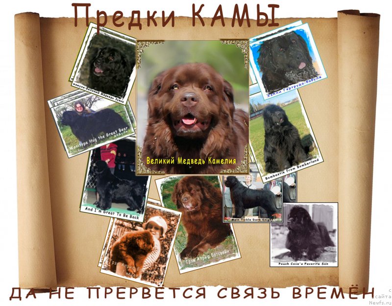Фото: ньюфаундленд Velikiy Medved' Kameliya (Великий Медведь Камелия)