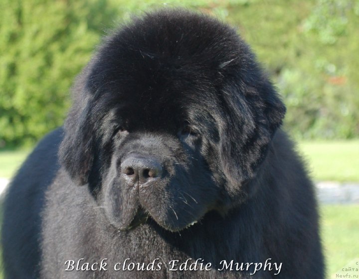 Фото: ньюфаундленд Black Clouds Eddie Murphy
