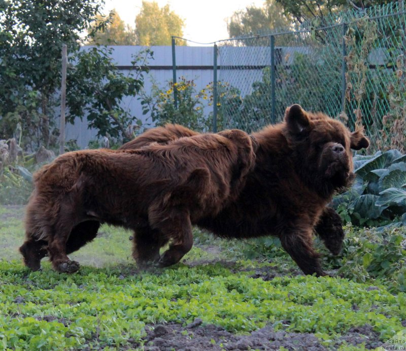Фото: ньюфаундленд Velikiy Medved' Kameliya (Великий Медведь Камелия), ньюфаундленд Charmer Denkam Bronze (Чармер Денкам Бронз)