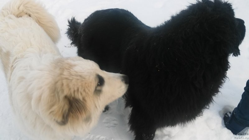 Фото: ньюфаундленд Funnewf Jemapel Madam Nuar (Фанньюф Жемапель Мадам Нуар), Большая Горная Пиренейская собака - Ингрид