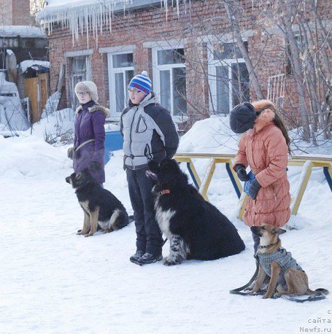 Фото: ньюфаундленд Everiya ot Sibirskogo Medvedya (Еверия от Сибирского Медведя)