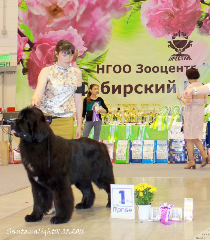 Фото: ньюфаундленд Dobryiy Molodec ot Sibirskogo Medvedya (Добрый Молодец от Сибирского Медведя)