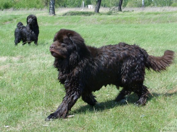 Фото: ньюфаундленд CHernyiy SHarm Amber Best Dog FO Marleon (Черный Шарм Амбер Бест Дог ФО Марлеон)