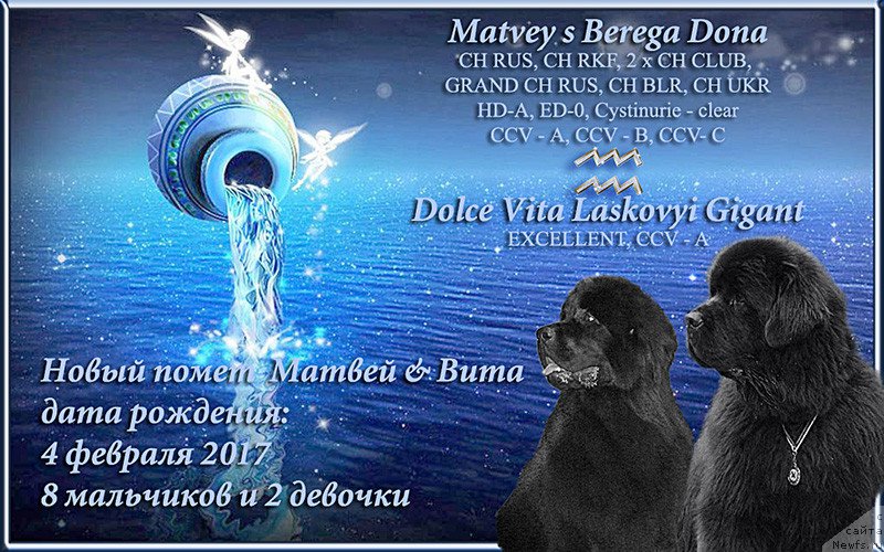Фото: ньюфаундленд Matvey s Berega Dona (Матвей с Берега Дона), ньюфаундленд Dolce Vita Laskovyi Gigant