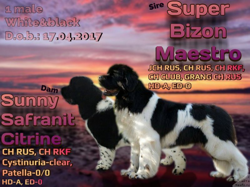 Фото: ньюфаундленд Sunny Safranit Citrine (Сунну Сафранит Цитрине), ньюфаундленд Super Bizon Maestro (Супер Бизон Маэстро)