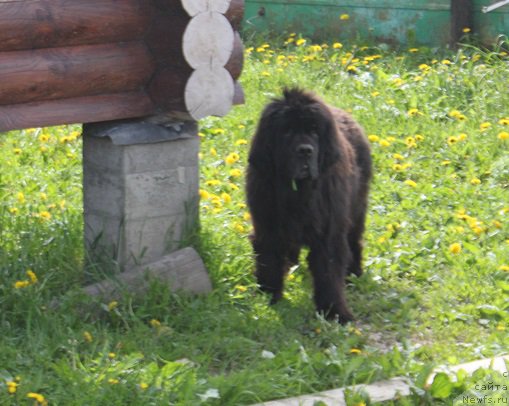 Фото: ньюфаундленд Ocharovatelnaya Lady ot Sibirskogo Medvedja (Очаровательна Леди от Сибирского Медведя)