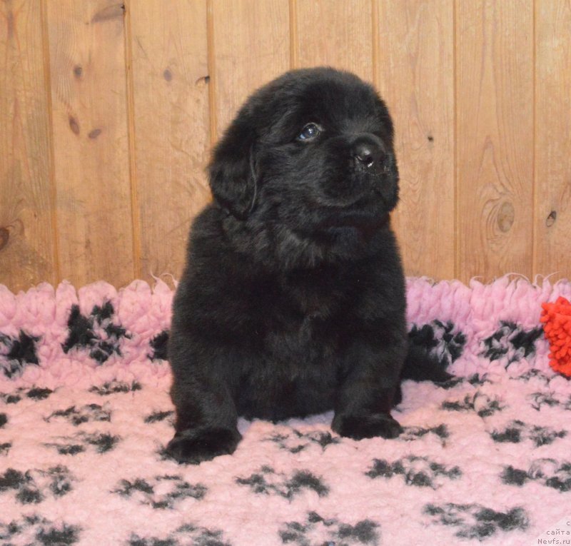 Фото: щенок кобель фиолетовая лента, ньюфаундленд Smigar Juk V Muravejnike (Смигар Жук в Муравейнике)