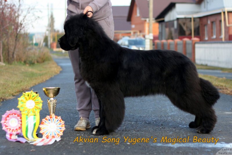 Фото: ньюфаундленд Akvian Song Yugene's Magical Beaytu (Аквианг Сонг Юджина Меджикал Бьюти)