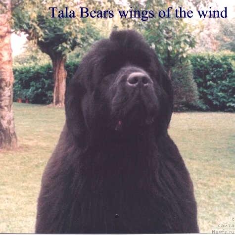 Фото: ньюфаундленд Tala Bear's Wings of the Wind