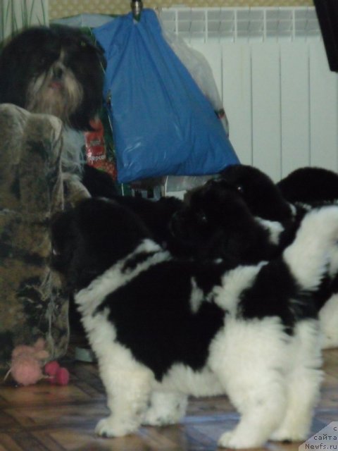 Фото: щенки от, ньюфаундленд Neverine's Earthquaker, ньюфаундленд Toptyijka Siyanie ot Aysberga (Топтыжка Сияние от Айсберга)