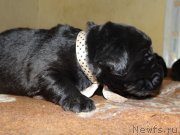 Превью фото № 121461