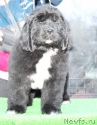 Превью фото № 124303