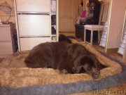 Превью фото № 124541