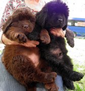 Превью фото № 124618