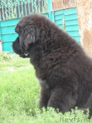 Превью фото № 131809