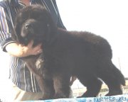 Превью фото № 132645