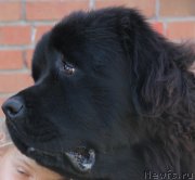 Превью фото № 134429