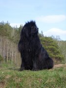 Превью фото № 134527