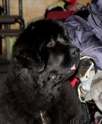 Превью фото № 145168