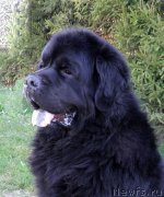 Превью фото № 152439