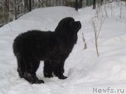 Превью фото № 155061