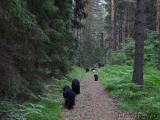 Превью фото № 156406