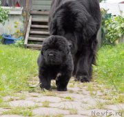 Превью фото № 157046