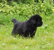 Превью фото № 157049