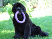 Превью фото № 157138