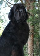 Превью фото № 160571