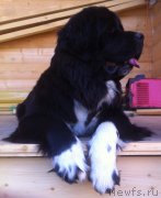 Превью фото № 161138