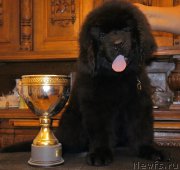 Превью фото № 161602