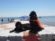 Превью фото № 162497