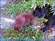 Превью фото № 163277