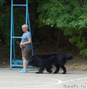 Превью фото № 164066