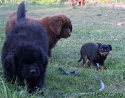 Превью фото № 165044