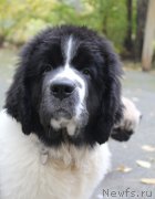 Превью фото № 165193