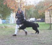 Превью фото № 165721