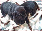 Превью фото № 168226