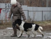 Превью фото № 169140