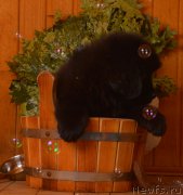 Превью фото № 169457