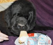 Превью фото № 170062