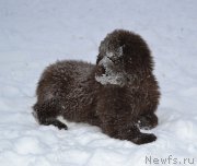 Превью фото № 171274