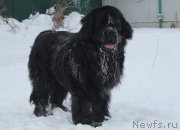 Превью фото № 172018