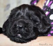 Превью фото № 174314