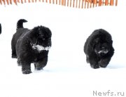 Превью фото № 175045