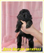 Превью фото № 177930