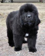 Превью фото № 178081